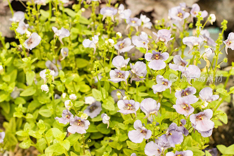 Diascia Twinspur '丁香美人'在伦敦，英国